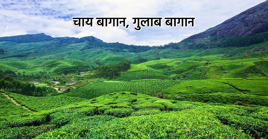 Botanical Garden, Srinagar