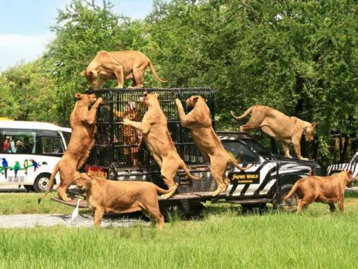 Thailand Tour - Bangkok – Pattaya, Coral Island, Safari World, Walking Street, Chinatown